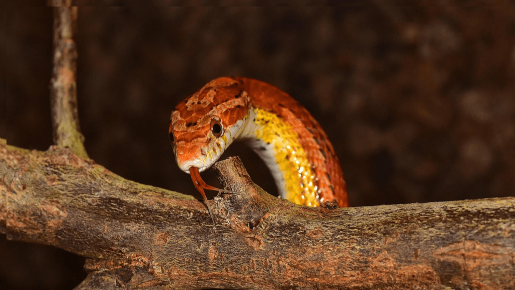 A snake looking around on a log