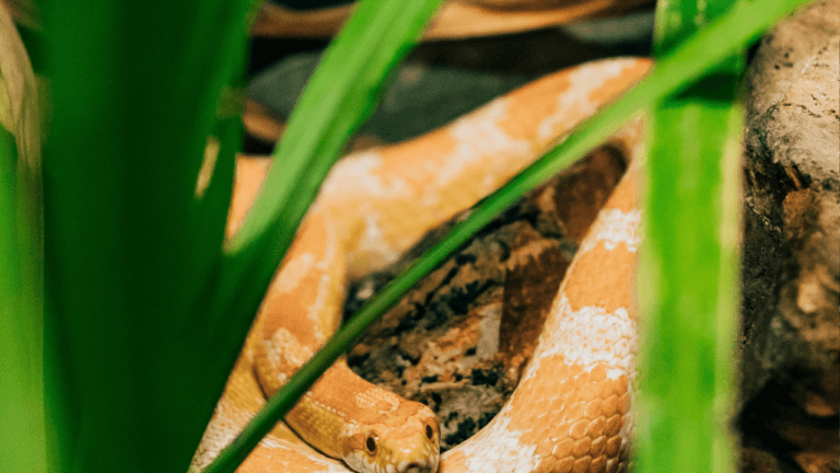 Gallery Detail: Temperature And Humidity Requirements For Corn Snakes