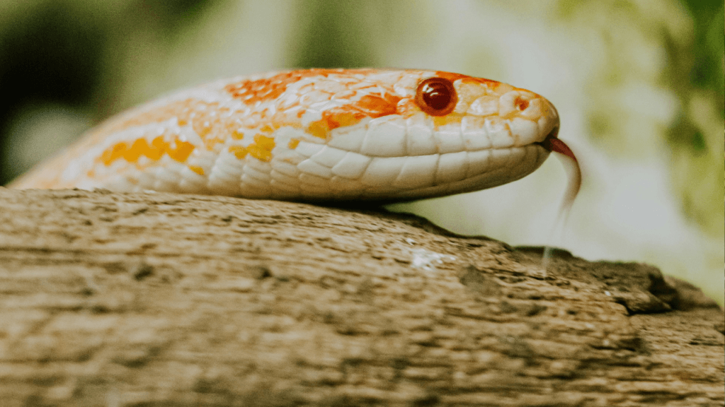 A snake on a log