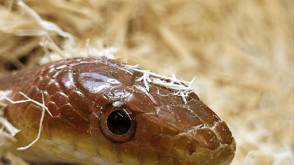 A snake in substrate