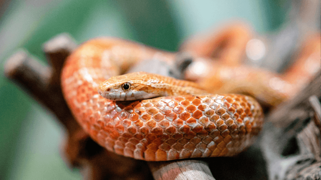 a orange and white snake