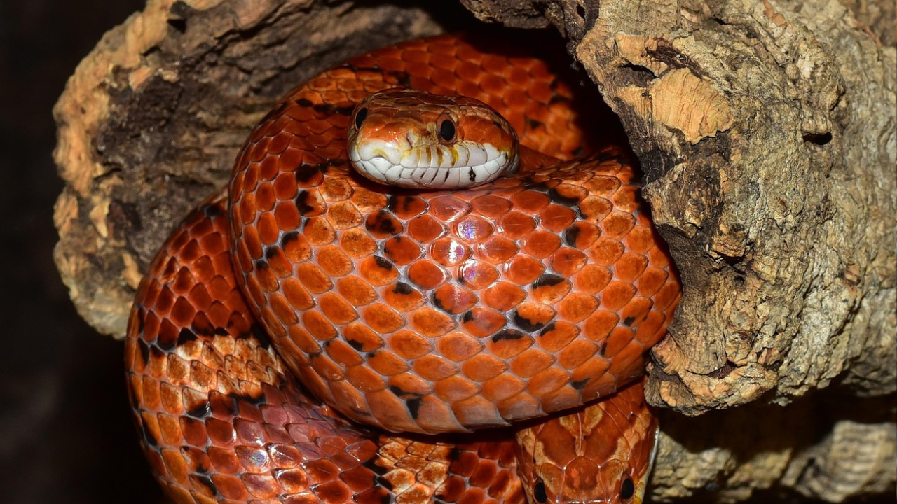 Visual Reference: How Often Should You Feed Your Corn Snake My Corn