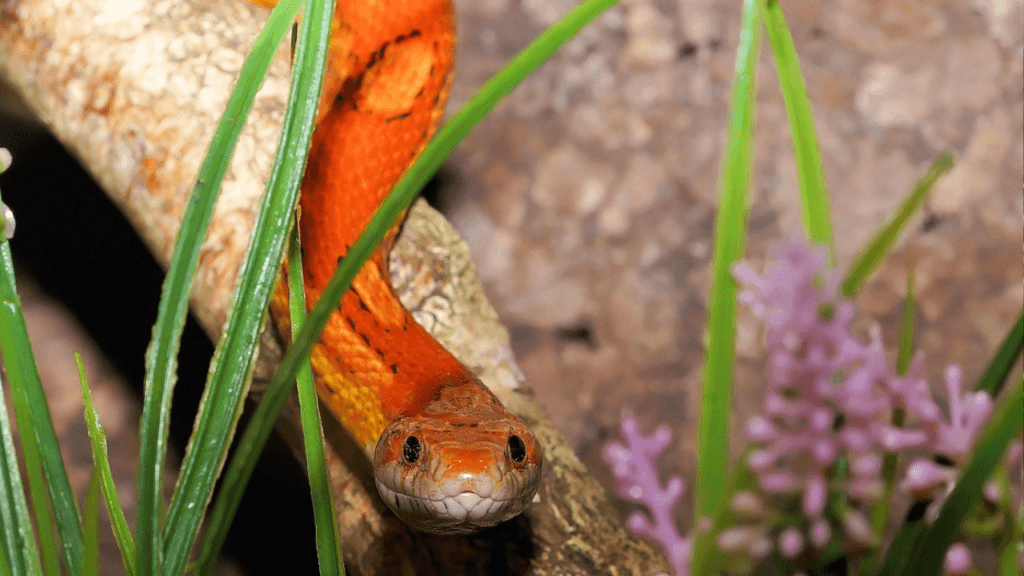 A corn snake looking on a log through the grass