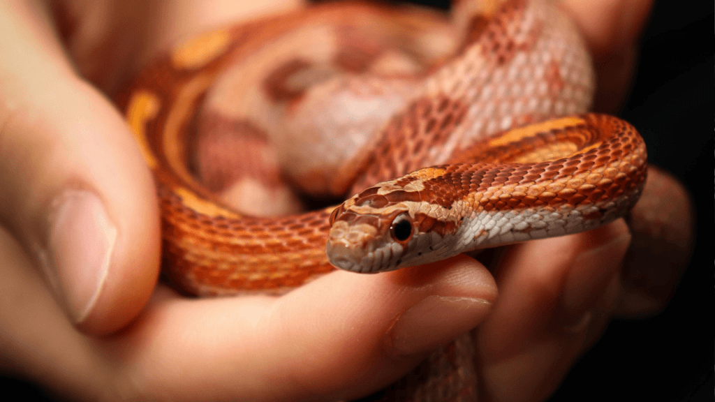 a corn snake curled up