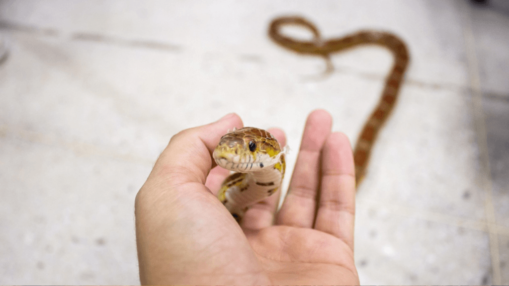 A snake slithering onto a human hand