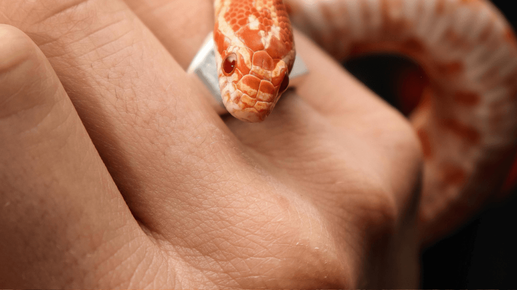 A snake on a hand