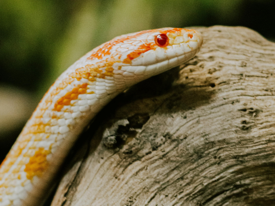 A white and orange snake