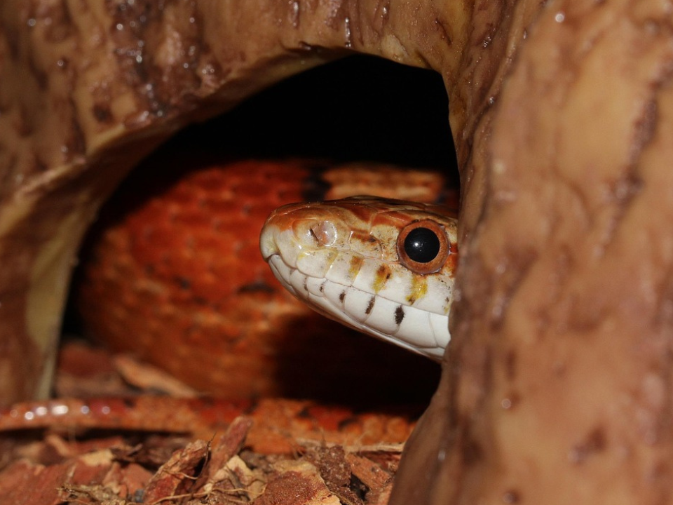 A snake in a hide